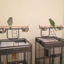 סמל אישי של משתמש