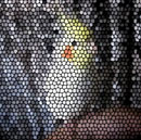 סמל אישי של משתמש