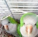 סמל אישי של משתמש