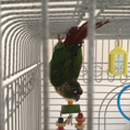 סמל אישי של משתמש