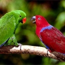 סמל אישי של משתמש