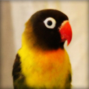 סמל אישי של משתמש