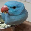 סמל אישי של משתמש