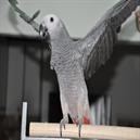 סמל אישי של משתמש