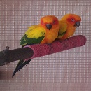 סמל אישי של משתמש