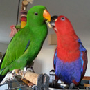 סמל אישי של משתמש