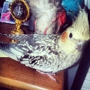 סמל אישי של משתמש