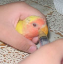 סמל אישי של משתמש