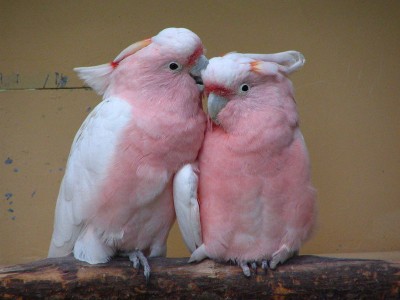 מיגור מיטשל.jpg