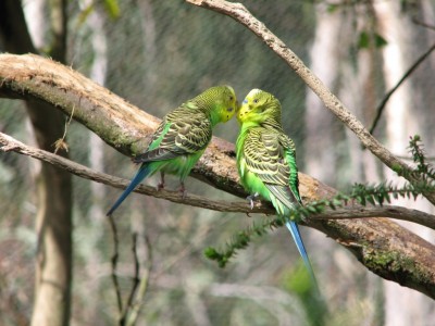 budgerigar_02.jpg