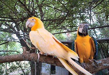 מוטציה צהובה