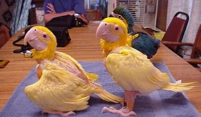 בלו אנד גולד <br />(בלי הבלו חחחח)