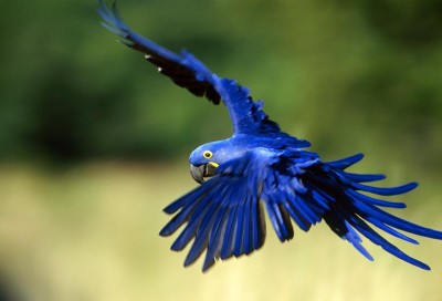 hyacinthmacaw1sr7.jpg