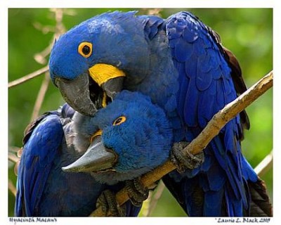 hyacinth-macaw-gfrooming_45.jpg