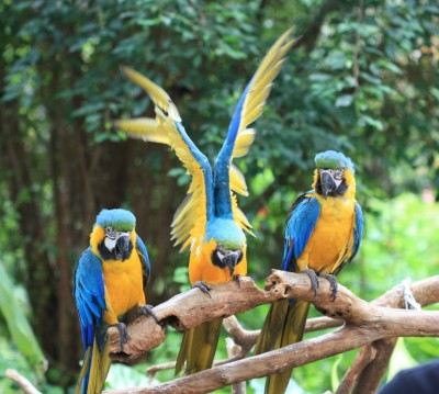 Blue-and-yellow_Macaw_(Ara_ararauna)_-3_on_perch.jpg