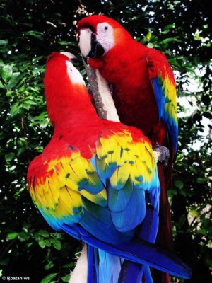 scarlet-macaws.jpg