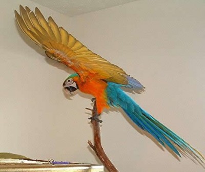 aviator_harness_catalina_macaw.jpg