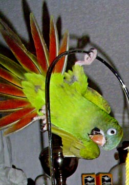 blue-crown-conure-coco-hang.jpg