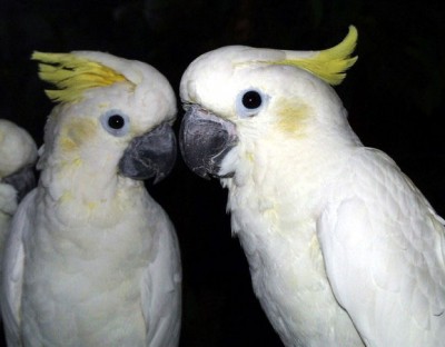 Cacatua%20s_sulphurea.jpg