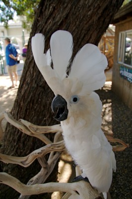Umbrella_Cockatoo_(Cacatua_alba)_-Free_Flight_Aviary_-San_Diego.jpg