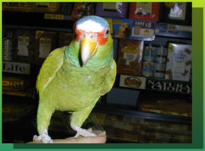 מוטציה אמזונה