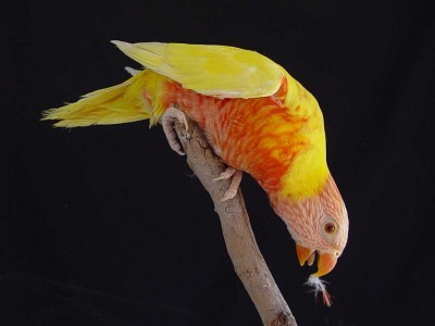 לורי מוטציה