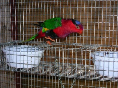 לורי+פטנט לאוכל שאהבתי