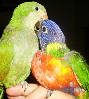 Y.L האכלות יד4.jpg