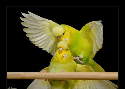 בקרוב אצלי...אני מקווה!!