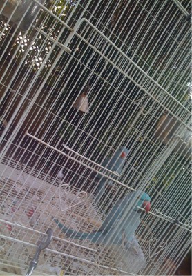 האבא מקדימה והגוזל מאחורי