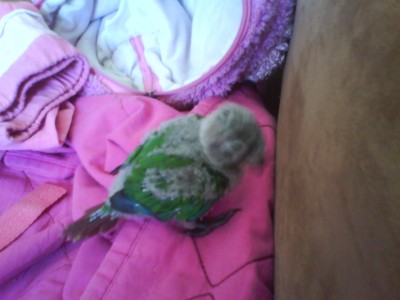 תמונה ראשונה