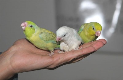 הפסיפיק שלי.JpG