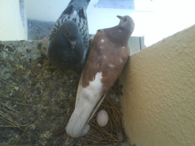 אמא צד ימין<br />הגוזל(כבר לא גוזל) צד שמאל