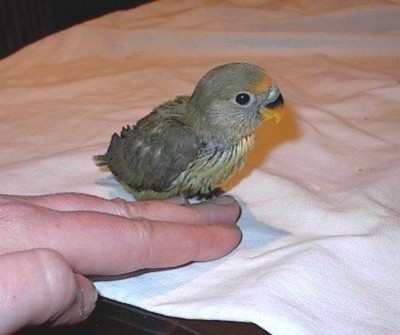 קלי קלות. אוי למי שלא מזהה