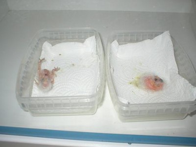 זה לורי אבל איזה אתם תגלו חחחחח