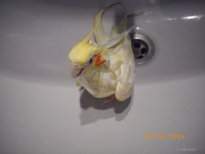 אייס מתקלחת