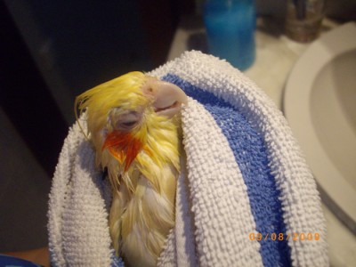 אייס מתייבשת