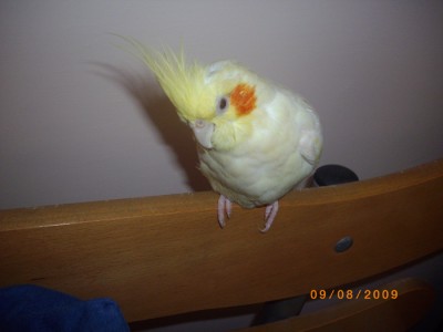 אייס בסתלבט אחרי מקלחת:]