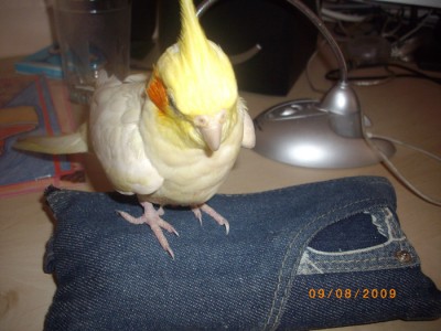 אייס חושבת הפוך ממני ורוצה לחזור ללימודים