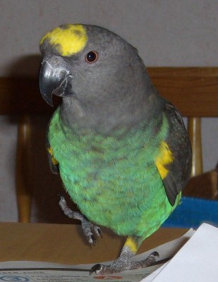 Meyers_Parrot_(Poicephalus_meyeri)_pet_on_table.jpg