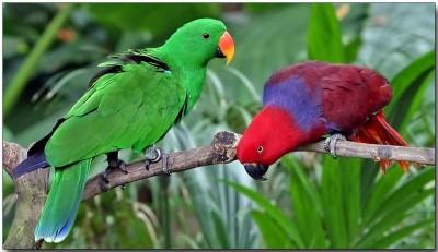 051219_095414-212_זוג אקלקטוס.jpg