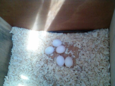 קן לציפור בין העצים...