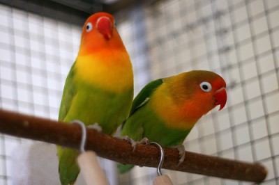 Fischer_s_Lovebird.jpg