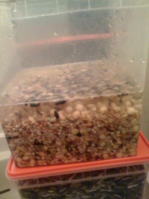 זה האוכל בהשרייה מה שאני שם למה הוא לא טוב?! אני ישים אותו במקרר ולא יהיה עליו אובש