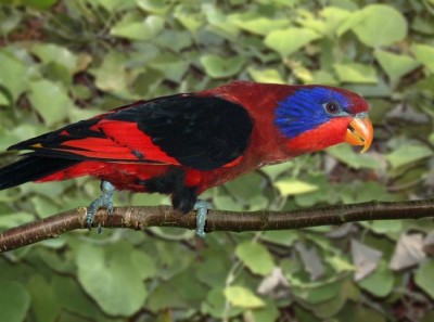 051219_163028-1283_בלק ווינג לורי.jpg