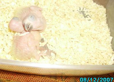 Y.L האכלות יד 1.jpg