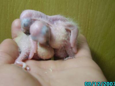 Y.L האכלות יד 2.jpg