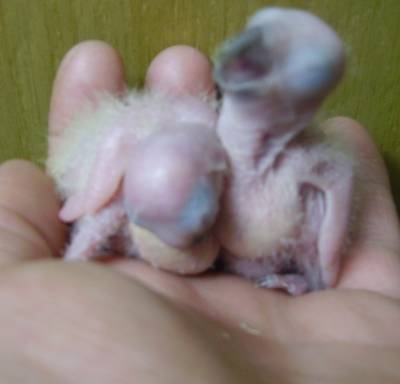 Y.L האכלות יד 3.jpg