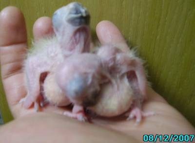 Y.L האכלות יד 4.jpg