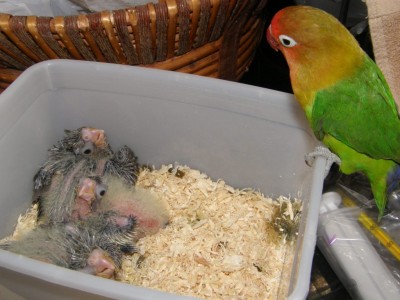 מה? מה זה בכלל?